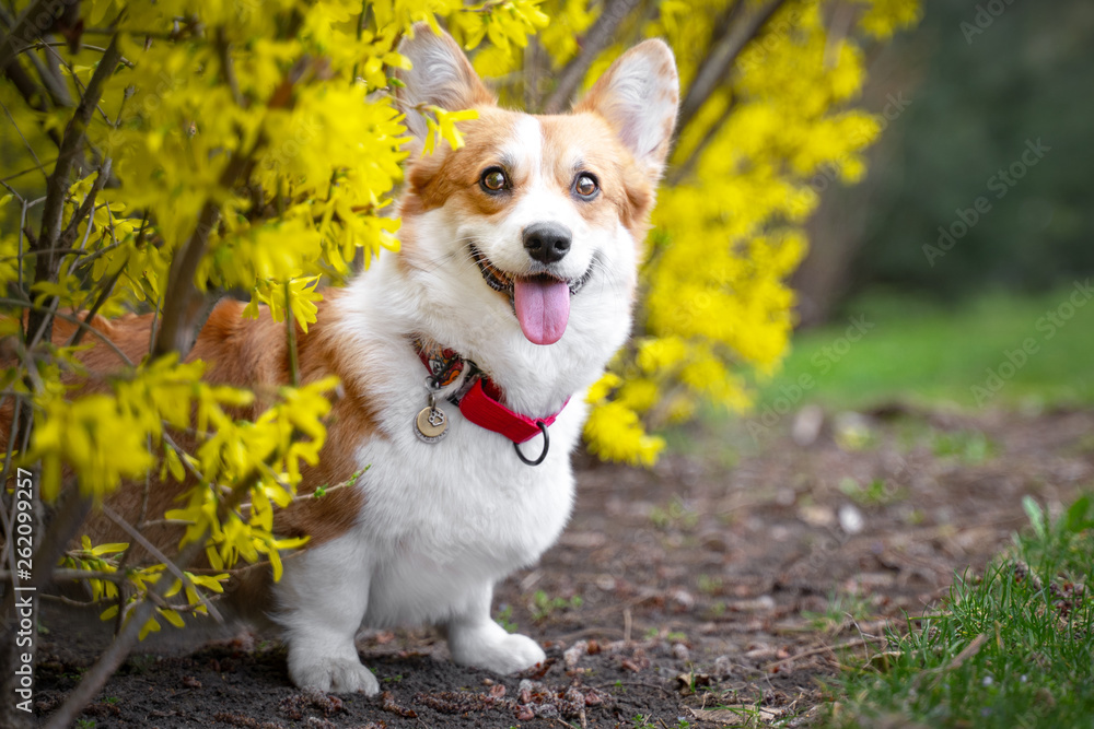 Happy purebred Welsh Corgi dog   is standing in a blooming beautiful colorful trees in spring in the park