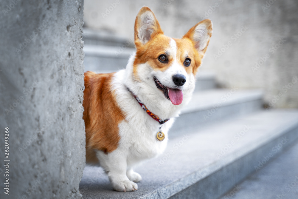 Cute Welsh Corgi dog sitting on the steps in the town. a dog in the city. Dog in urban landscape Cute Welsh Corgi dog sitting on the steps in the town. a dog in the city. Dog in urban landscape
