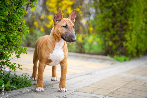 Beautiful red miniature bull terrier puppy outdoors photo