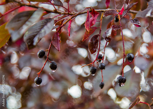 chokecherry photo