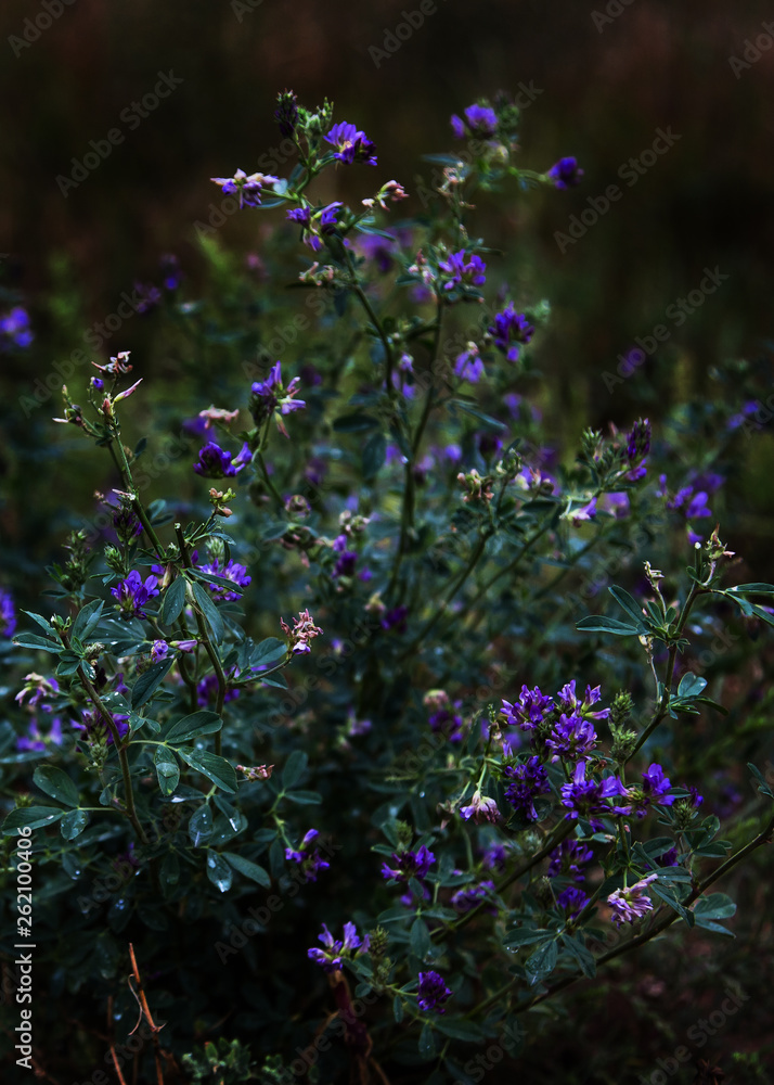 Obraz premium wild purple alfalfa flowers