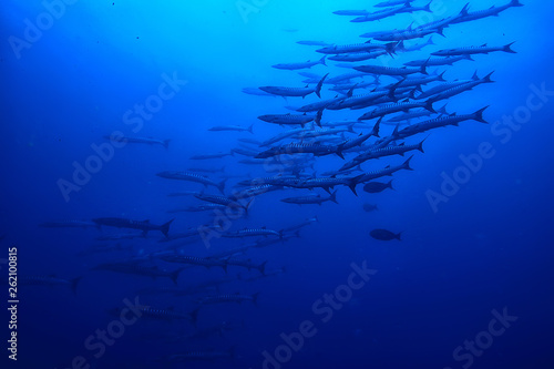 many Caranx underwater / large fish flock, underwater world, ocean ecological system
