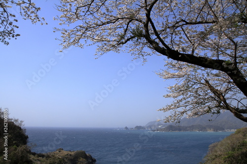 松崎町から見た堂ヶ島と桜
