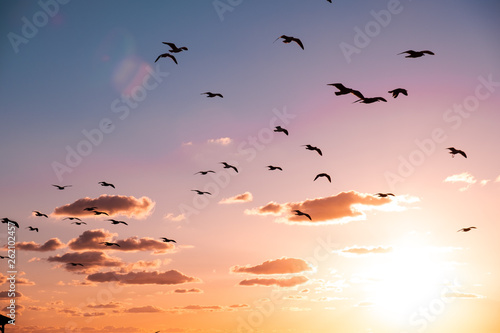 Birds at Sunset © ThisIsWex