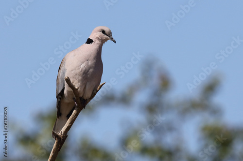 Kapturteltaube / Cape turtle dove / Streptopelia capicola © Ludwig