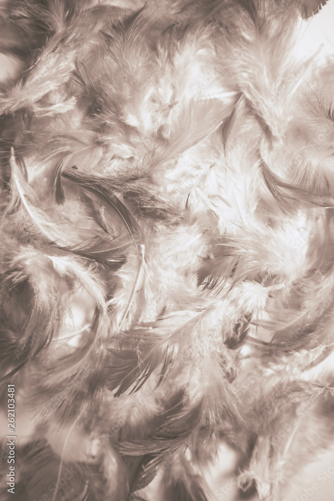 Obraz premium Beautiful colorful black and white feathers textures background and wallpaper art