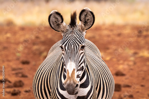 Grevy's zebra facing forward.. Close-up of face. photo