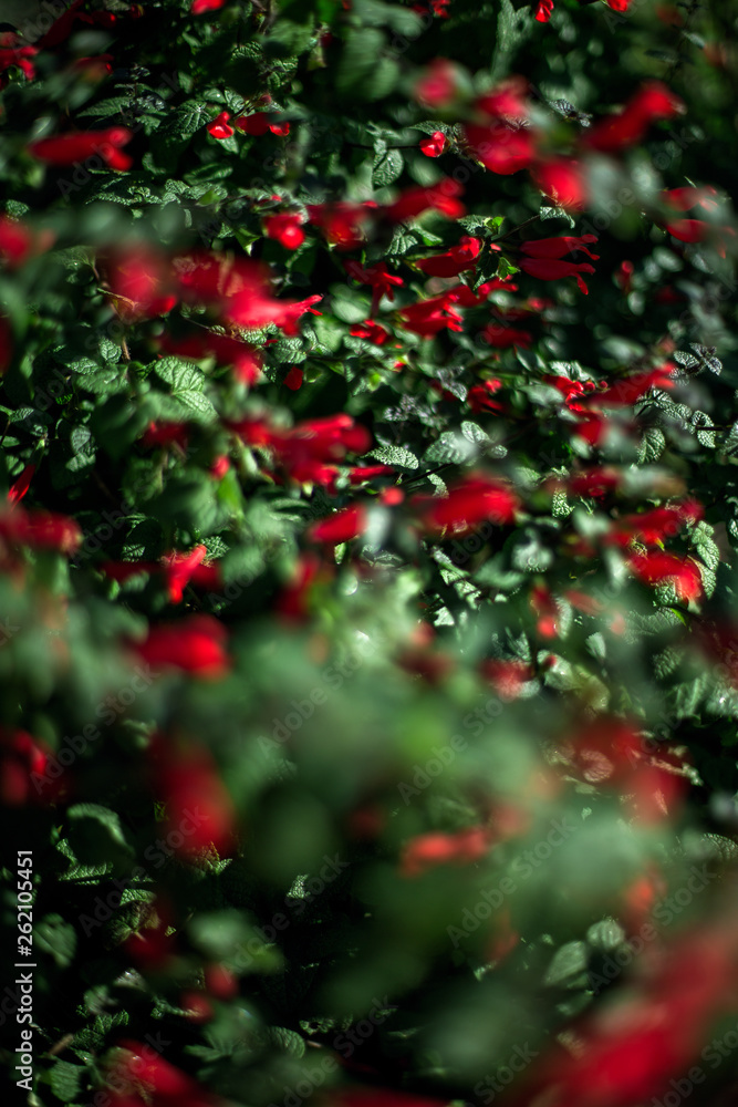 Obraz premium tiny red flowers