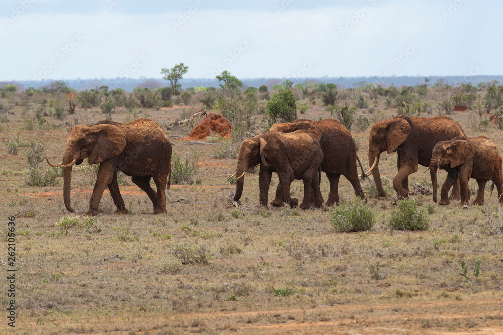 Elephants Family