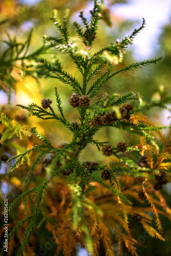 pine cones in tree
