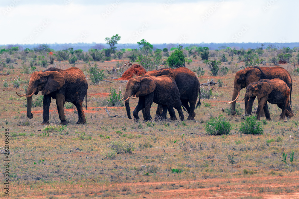 Elephants Family Elephants Family