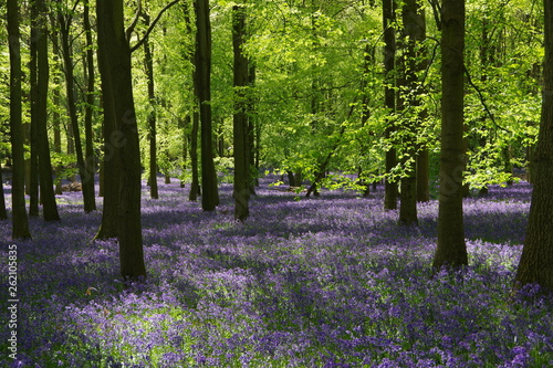 Bluebell wood in UK