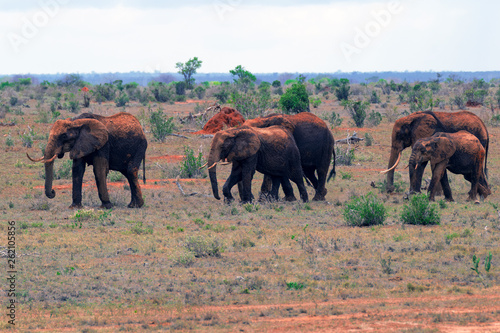 Elephants Family