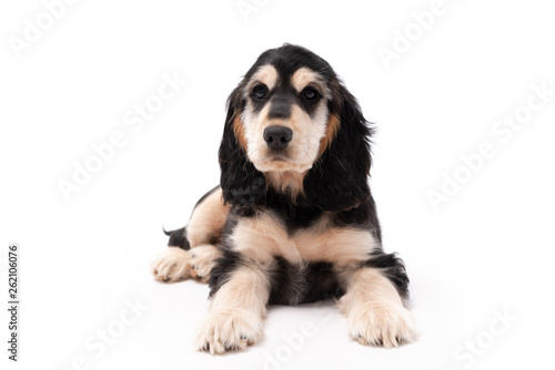 Adorable 3 month old cocker spaniel puppy isolated on white background