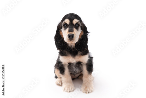 Adorable 10 week old Cocker Spaniel puppy photo shoot isolated on white