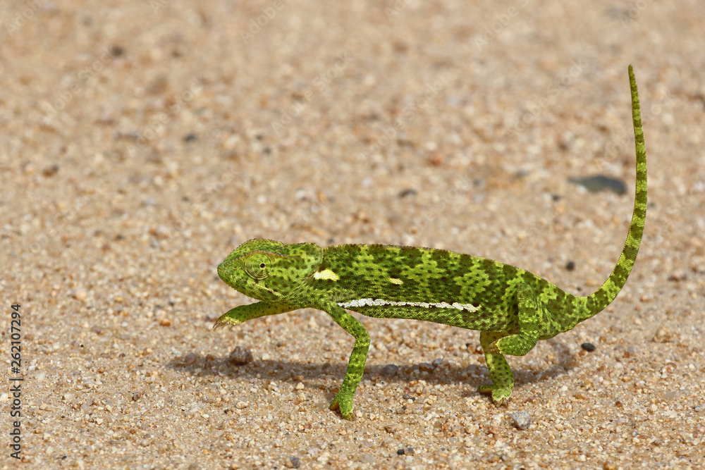 Naklejka premium Lappenchamäleon / Flap-necked chameleon / Chamaeleo dilepis.