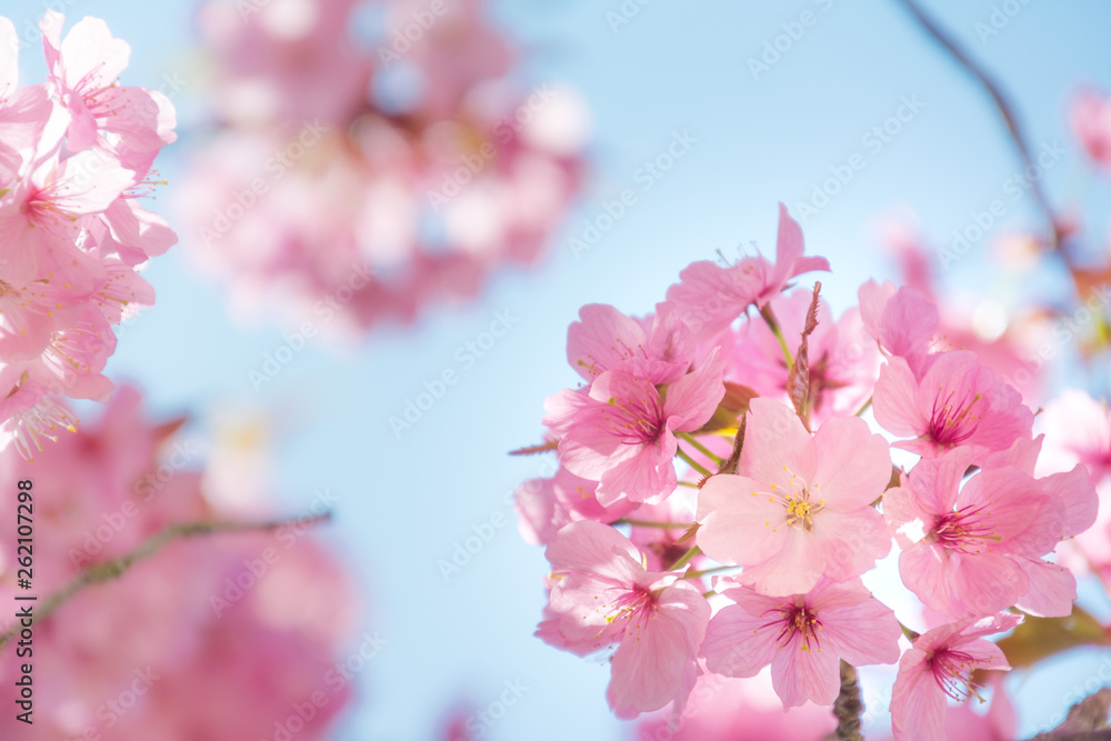 Soft pink cherry blossom