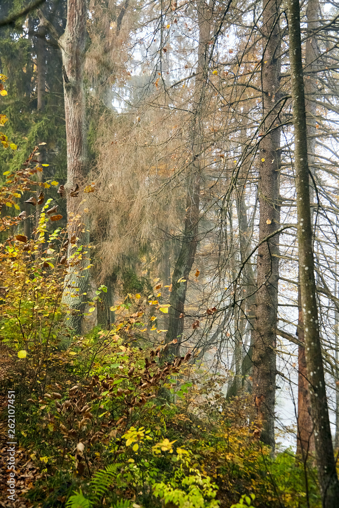 Fototapeta premium Autumn foggy forest. Trunks and tree crowns. Morning nature in a fog. Branch of trees. Yellow foliage