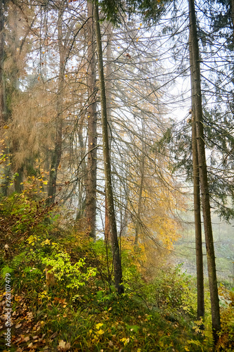 Autumn foggy forest. Trunks and tree crowns. Morning nature in a fog. Branch of trees. Yellow foliage
