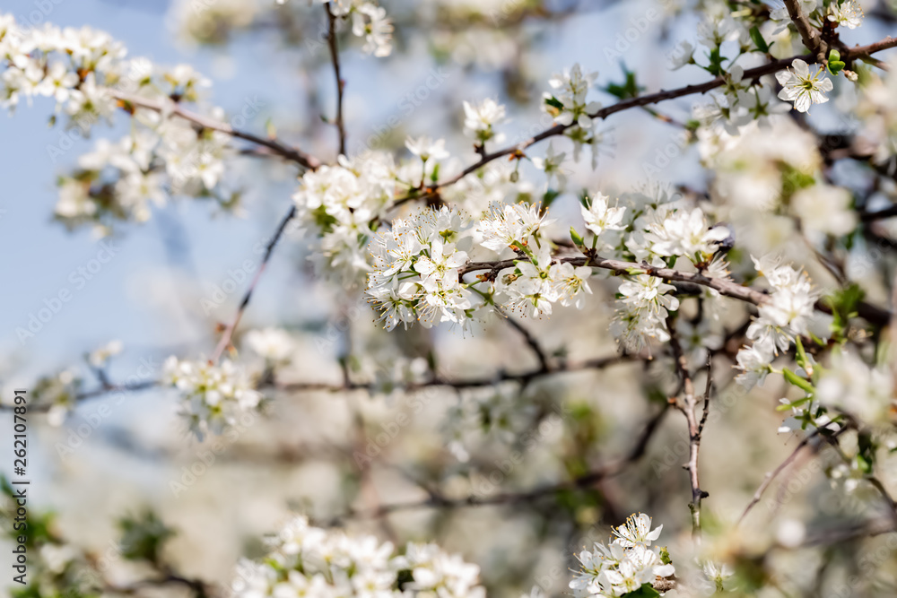 Blackthorn. Blooming blackthorn in springtime. Spring bushes with soft focus and blurry. Blue sky. Nature wallpaper blurry background. Soft focus. Blackthorn. Blooming blackthorn in springtime. Spring bushes with soft focus and blurry. Blue sky. Nature wallpaper blurry background. Soft focus.