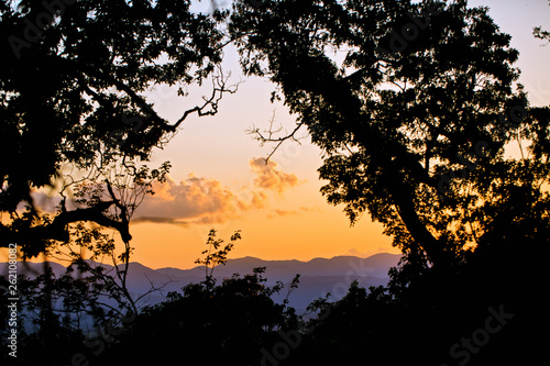 sunset through trees