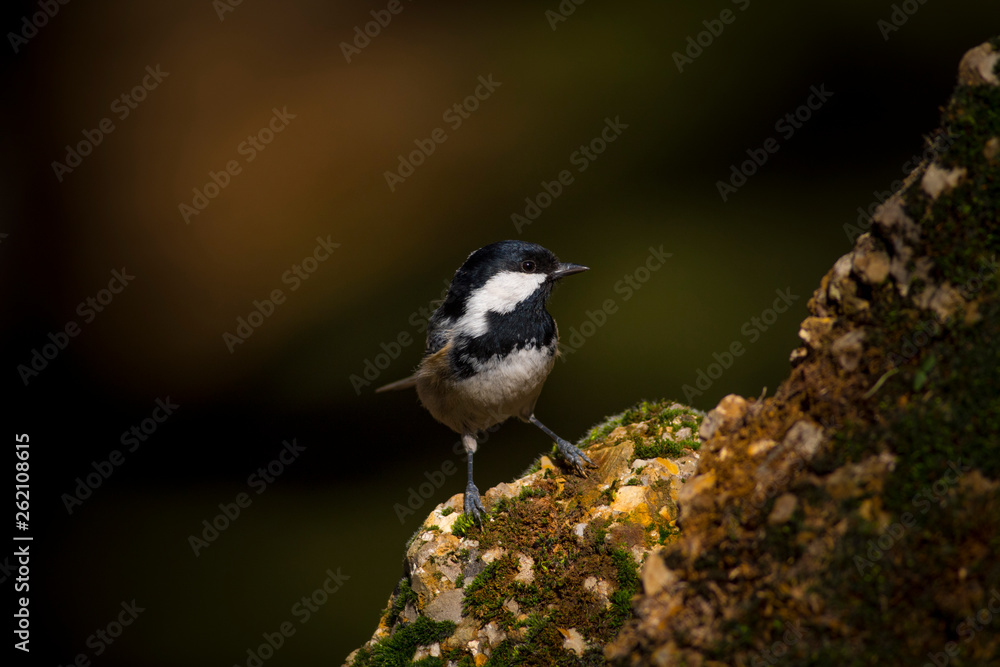 Cute little bird. Nature background. Bird: Coal Tit. Periparus ater. Cute little bird. Nature background. Bird: Coal Tit. Periparus ater.