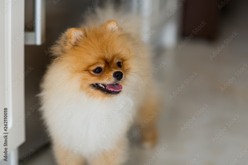 smiling pomeranian smiling pomeranian