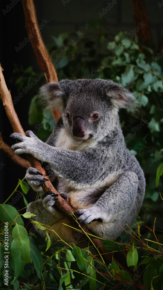 Fototapeta premium Cute grey koala sitting on the banch of eucalyptus tree, Australia.