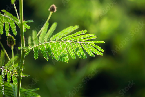 Ferny Leaves On Branch photo