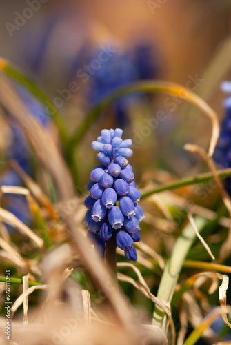Grape Hyacinth with Orange Grass