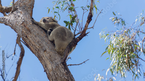 Sleeping lazy wild koala in Raymond Island, South Australia