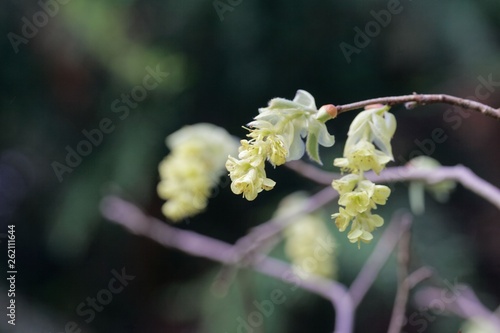 Flowers of Corylopsis glabrescens . photo