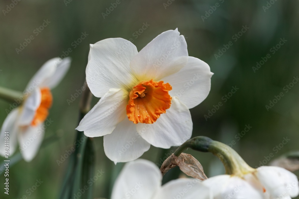 Blossom of the small cupped narcissus Barret Browning Blossom of the small cupped narcissus Barret Browning