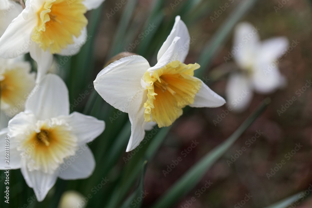 Narcissus with an orange cup and a white petal ring.