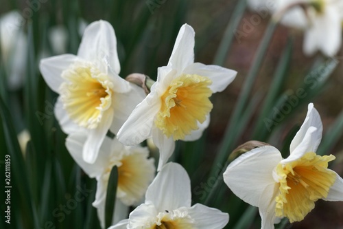 Narcissus with an orange cup and a white petal ring.