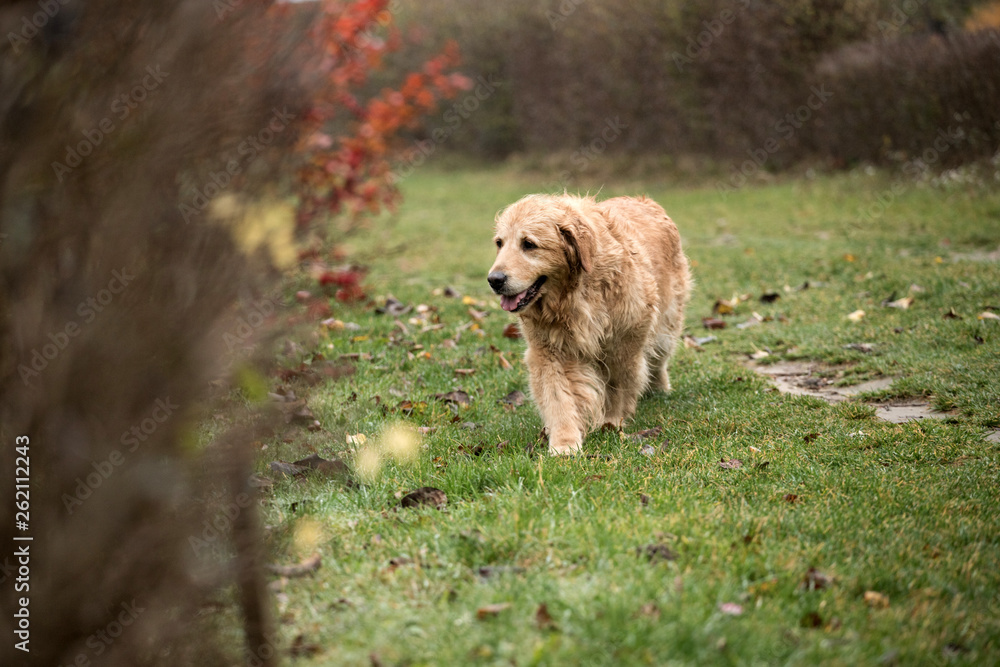 old golden retriever dog