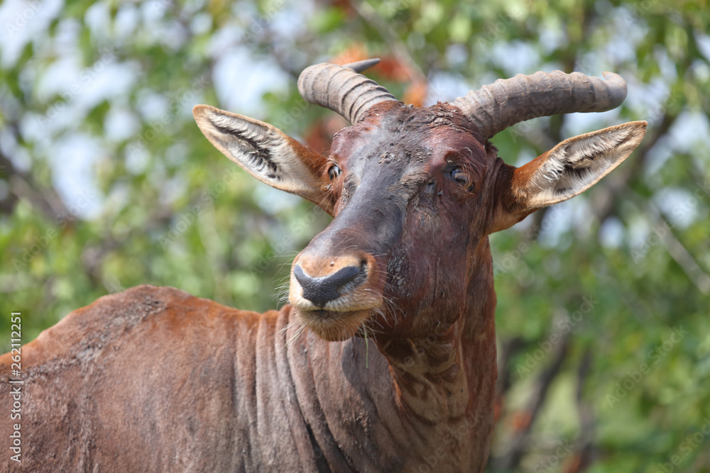 Fototapeta premium Leierantilope oder Halbmondantilope / Common Tsessebe / Damaliscus lunatus