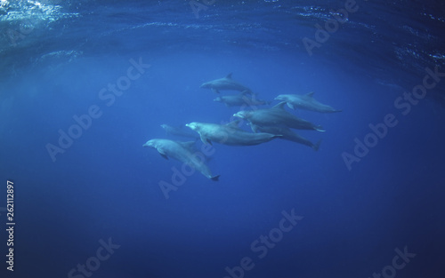 Common bottlenose dolphin  tursiops truncatus   Atlantic bottlenose dolphin
