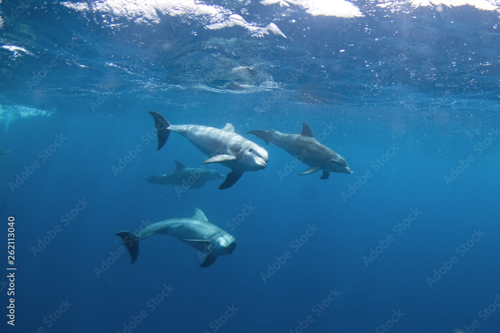 Obraz premium Common bottlenose dolphin, tursiops truncatus, Atlantic bottlenose dolphin