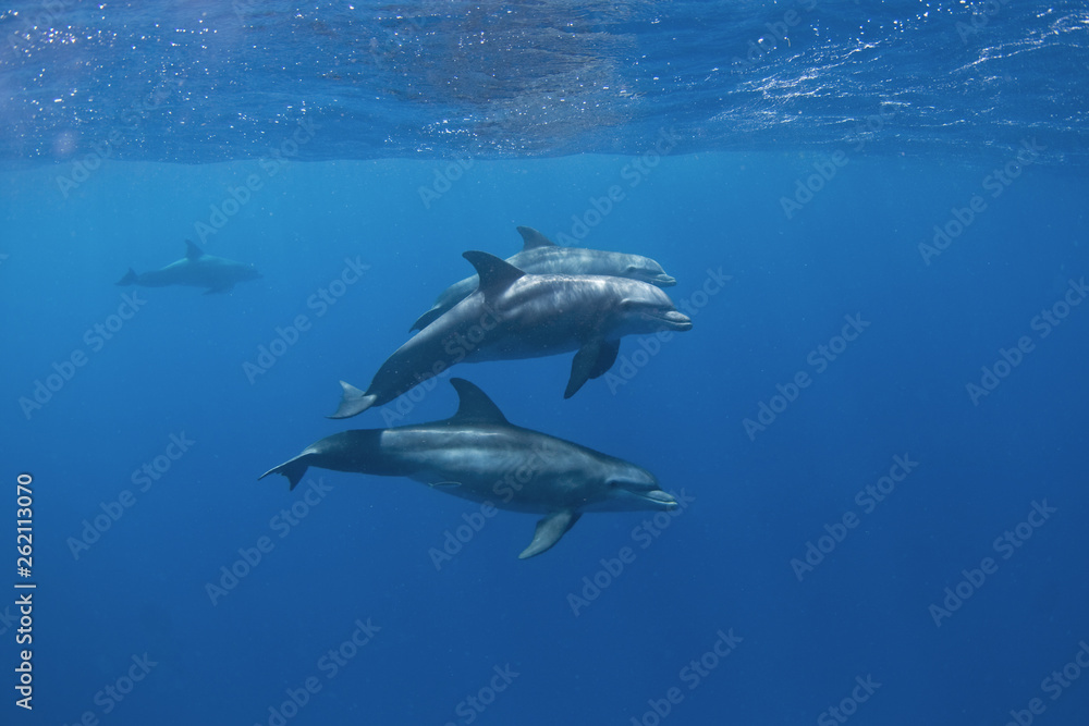 Common bottlenose dolphin, tursiops truncatus, Atlantic bottlenose dolphin Common bottlenose dolphin, tursiops truncatus, Atlantic bottlenose dolphin