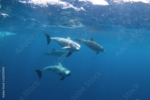 Common bottlenose dolphin, tursiops truncatus,  Atlantic bottlenose dolphin © prochym