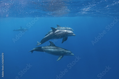 Common bottlenose dolphin, tursiops truncatus,  Atlantic bottlenose dolphin
