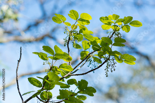 Poison oak leaves identification, rhus toxicodendron, poisonous forest woodland plants, shiny green leaves and berries on woody stem, Northern California flora.