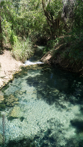 Famous natural Katherine Hot Springs (Mataranka), a thermal pool with clear turqoise water hidden in the Nitmiluk National Park, Australia