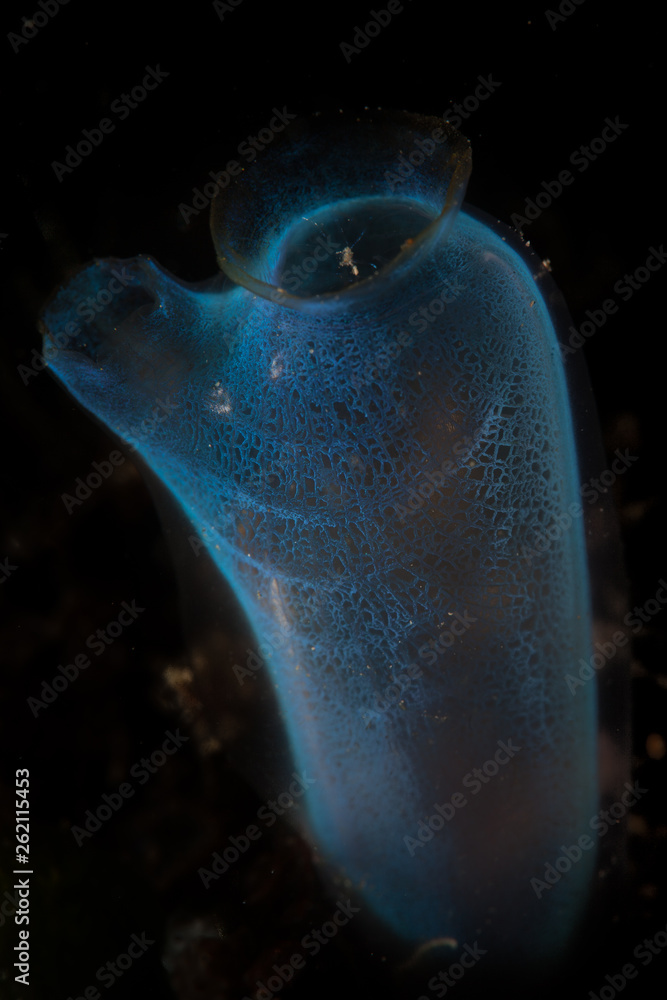 A delicate tunicate grows on a reef in Lembeh Strait, Indonesia.