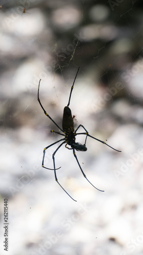 Close up to The Golden silk orb spider in Litchfield National Park, Australia