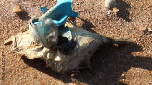 Dead dry fish on a seashell beach in Black sea. Sea pollution toxic plastic garbage photo
