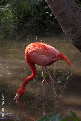 Pink Flamingo Wildlife Side Profile Image - Beautiful Tropical Bird with Bright Feathers  Flamingo standing in water  searching for food. Wading bird in the Phoenicopteridae family.