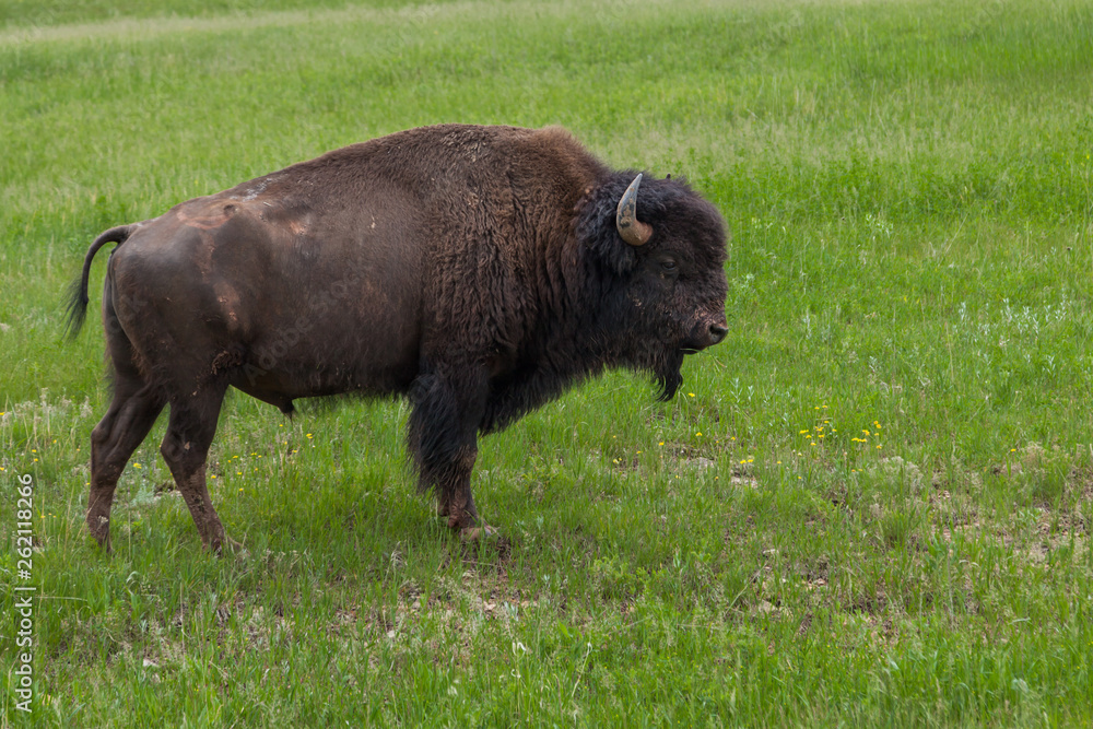 Male Buffalo on a Hillside