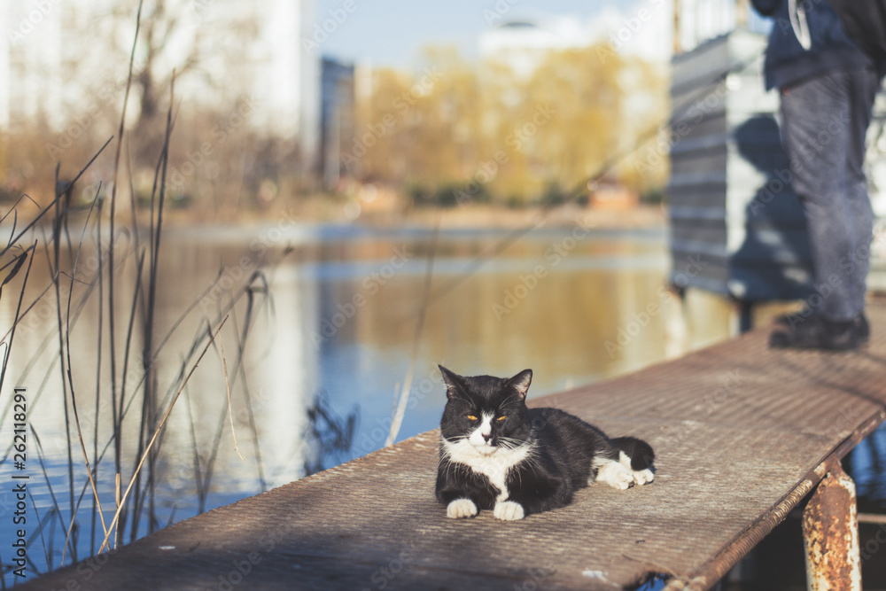 Cat near the fisherman fishing on the bridge. Cat near the fisherman fishing on the bridge.